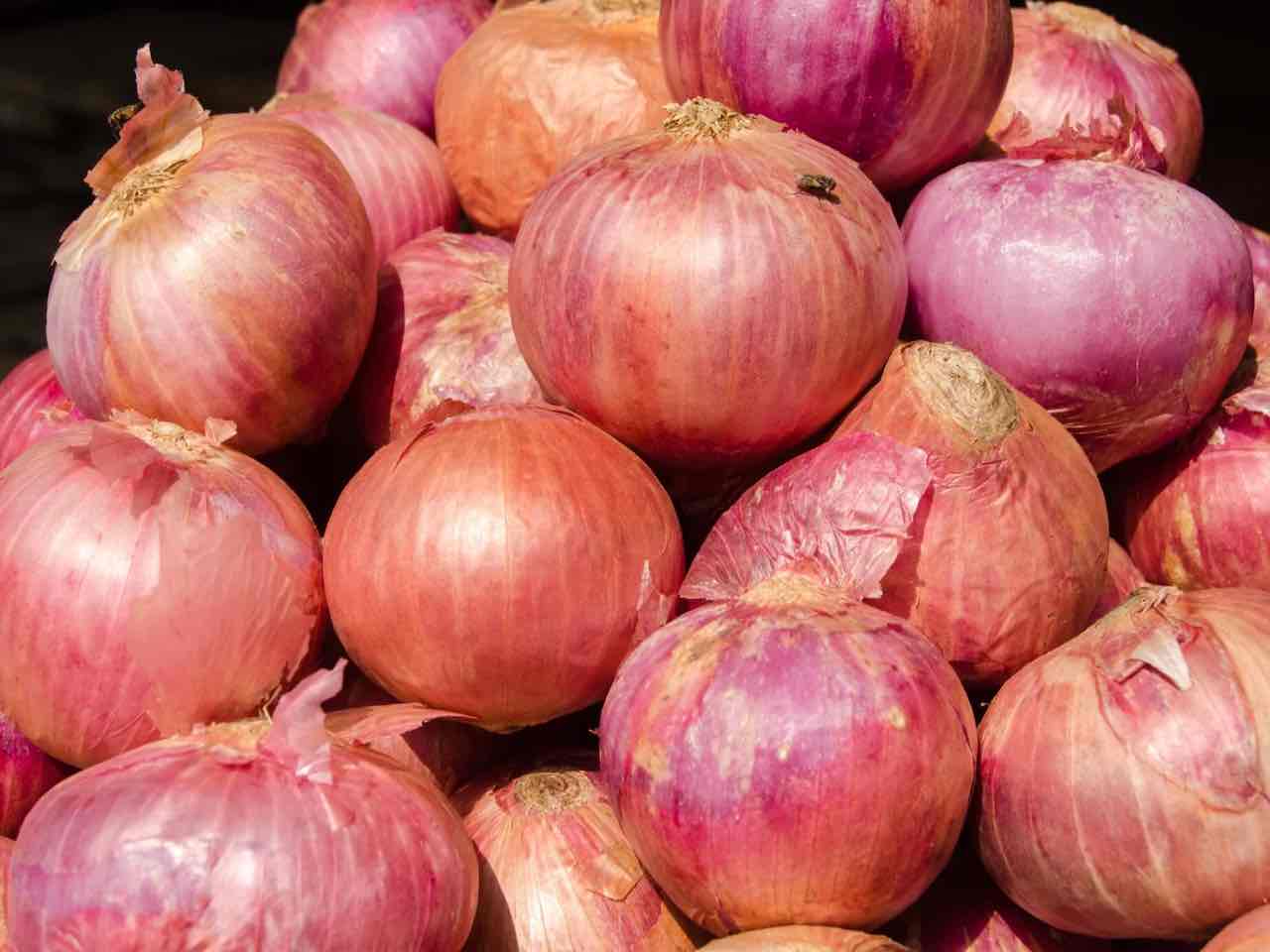 Onion 'Rose de Roscoff' Questions & Answers