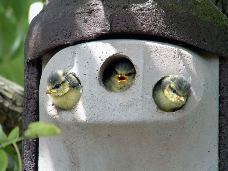 Schwegler 2GR Nest Box - 3 x27mm hole Questions & Answers