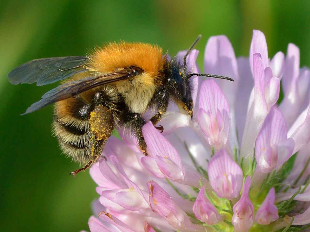 When do you plant the  Rozeta Red Clover seeds