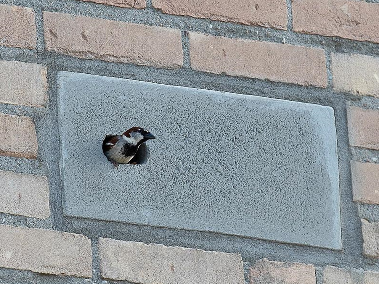 Built-in Swift Nest Box - IB GZ 03 Questions & Answers
