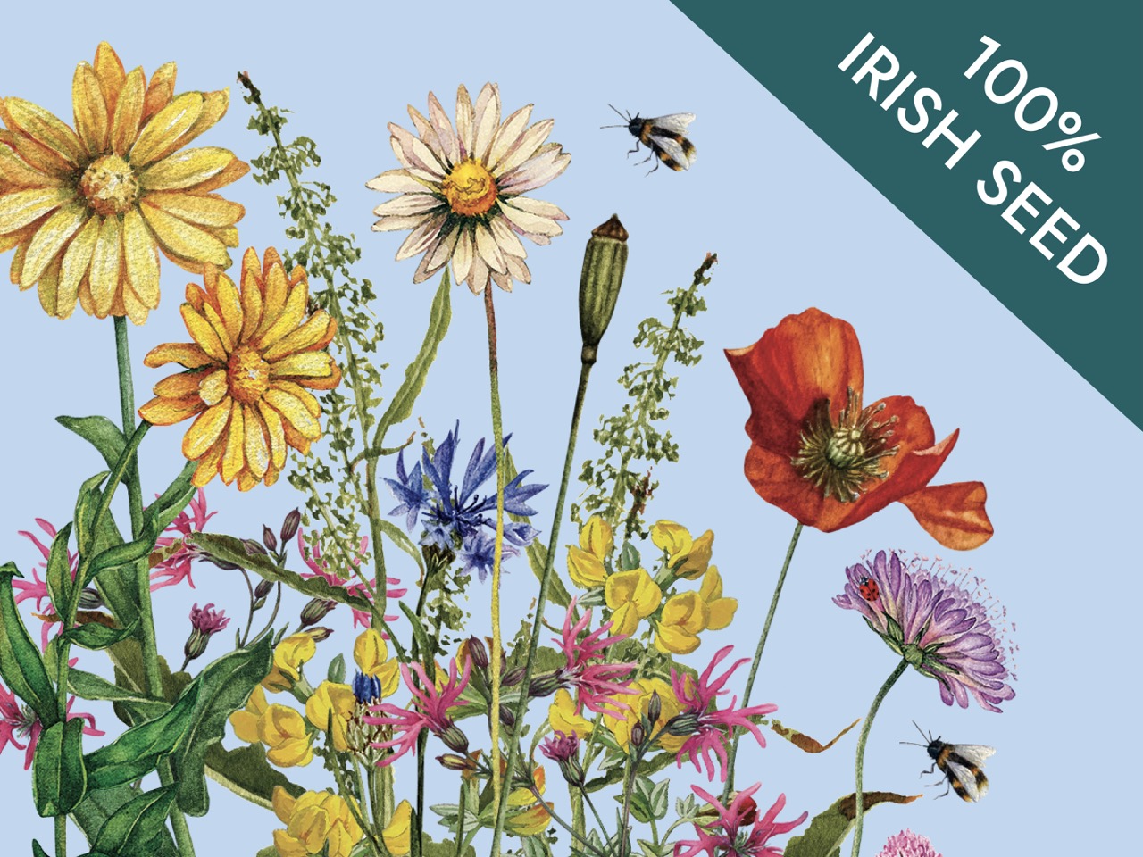 Native Irish Grown Wildflowers - Flowering Lawn Questions & Answers