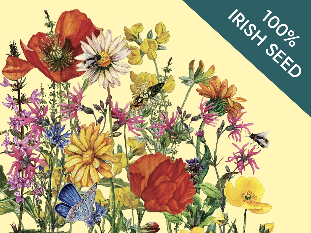 Native Irish Grown Wildflowers - Traditional Irish Meadow Questions & Answers