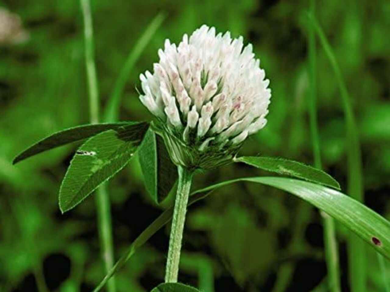 Green Manure Clover - Apolo [50g] Questions & Answers