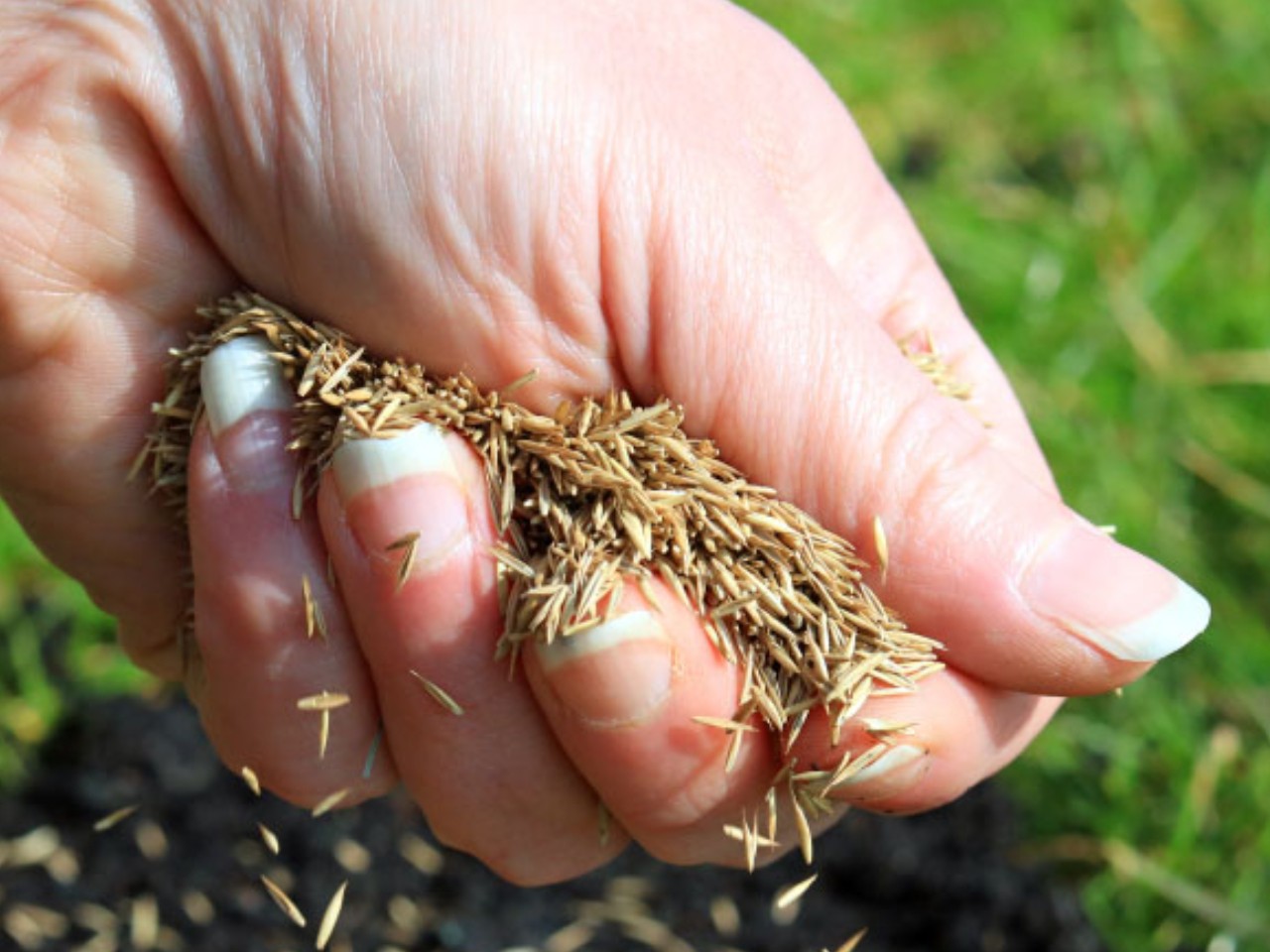 20kgs No.2 Quality Lawnseed Questions & Answers