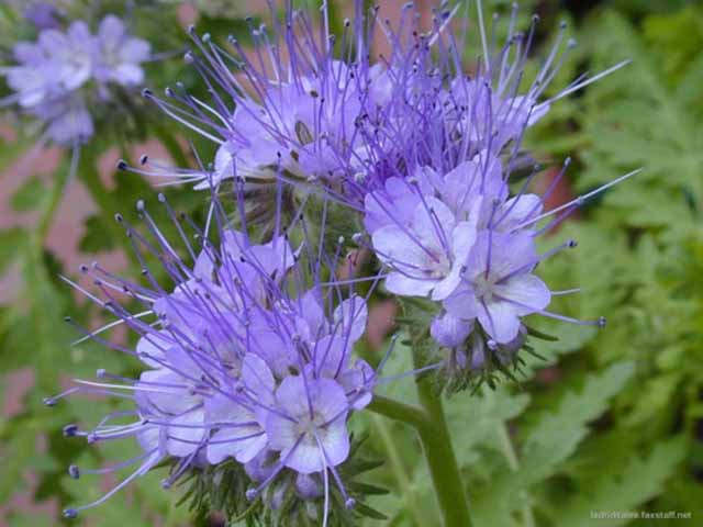 I have let my phacelia flower...should I now cut it back and dig it in.