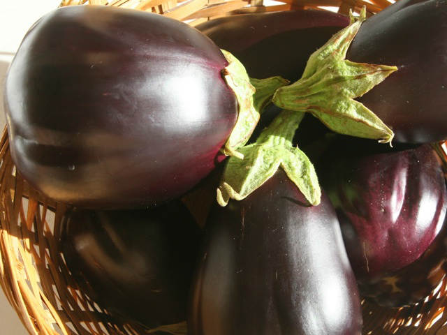 Black Beauty' Aubergine Seeds Questions & Answers