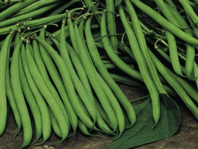 Dwarf French Bean 'Opera' Questions & Answers