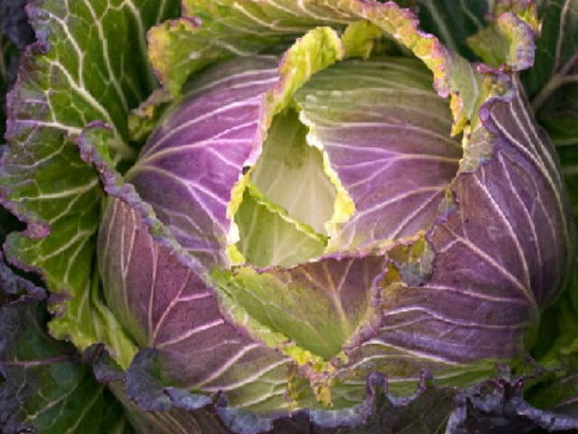 Is it to late to sow January king cabbage seeds now thanks
