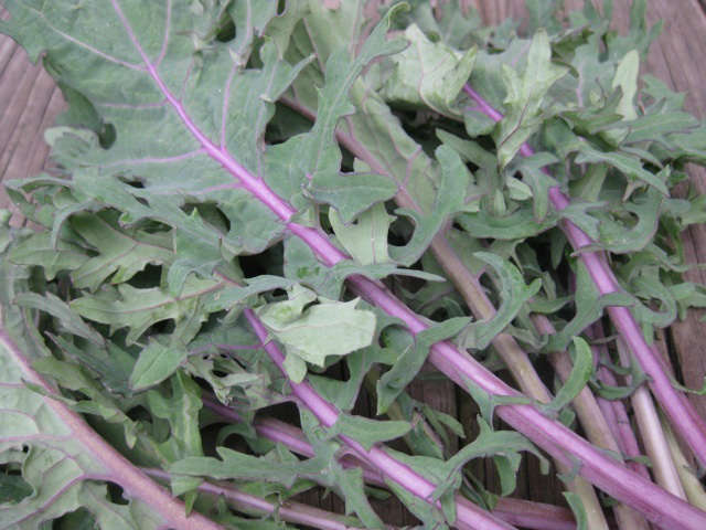 Kale 'Red Russian' Questions & Answers