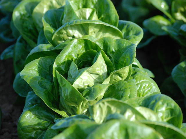 Lettuce, Cos 'Little Gem' Questions & Answers