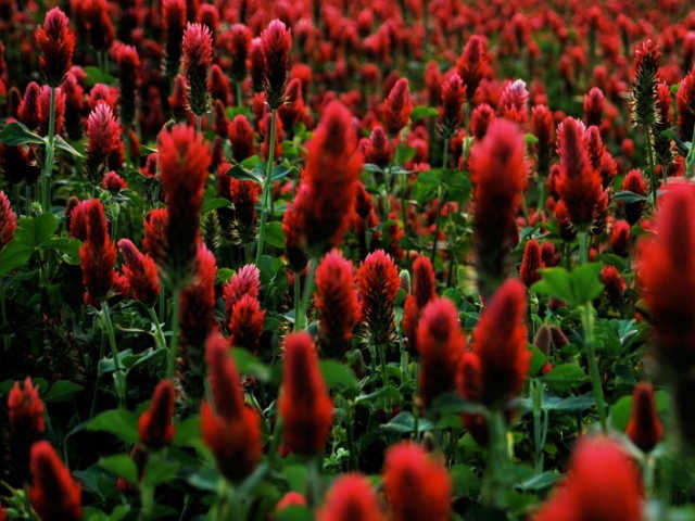 Green Manure Clover Kardinal Questions & Answers