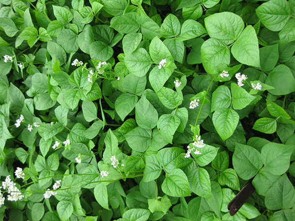 Can this be planted outdoors now?