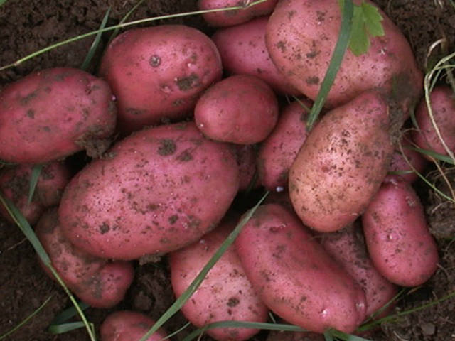 Hi, would it be ok to plant Sarpo Mira now for Christmas?