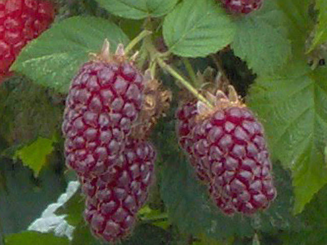 Once a tayberry cane produces fruit does the cane get removed completely to ground level?