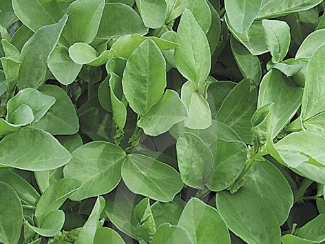 Is there a suitable green manure to sow in an unheated polytunnel to grow over winter, and if so when best to plant
