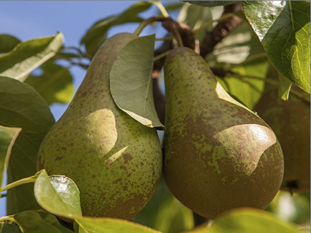 Is this a Dwarf pear tree, or what height does it grow to?