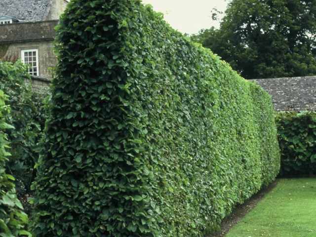 Hornbeam Bare Root Hedging Plant Questions & Answers