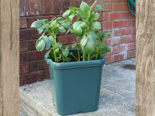 Potato Gro-Pot Questions & Answers