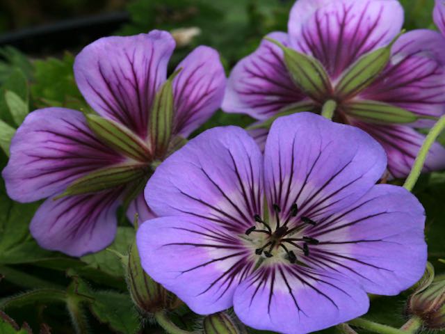 Havana Blue Geranium