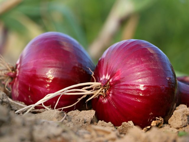 How many onions are in the pack please?