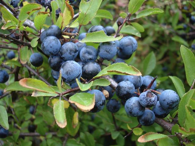 Hi, I see you mentioned these hedges go 6 to 8ft, is there a way to increase this, such as spread them out more?