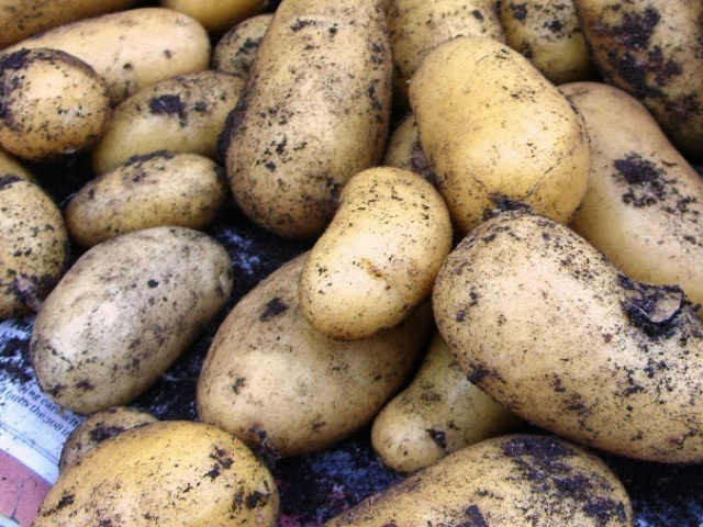 When will you have Charlotte seed potatoes back in stock?